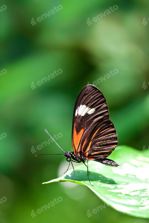 Preview: Small Postman Butterfly