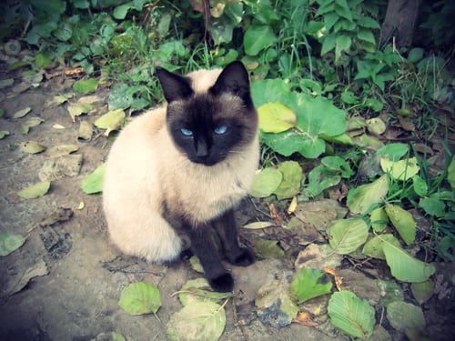 Preview: Siamese cat