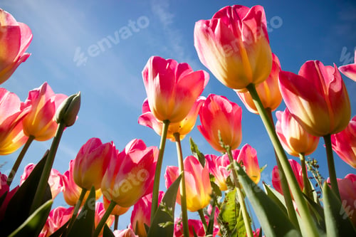 Preview: Photographic documentation of a tulip flower cultivation