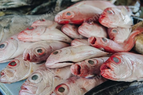 Preview: A pile of fresh snapper and gourami fish on a table for sale in the market.