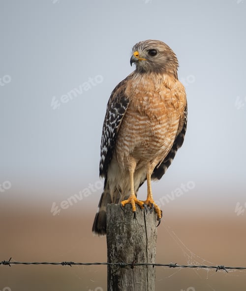 Preview: A Red Shouldered Hawk