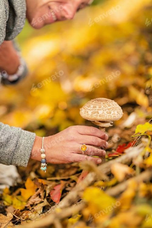 Preview: Wild Mushroom Hunting.