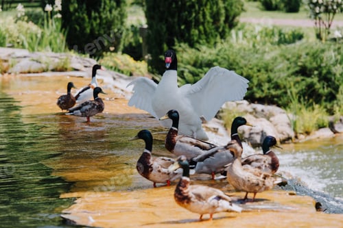 Preview: selective focus of swan with straightened wings and flock of ducks on shallow water