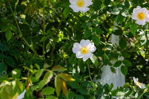 Preview: some very pretty white flowers in the bushes near water pipes