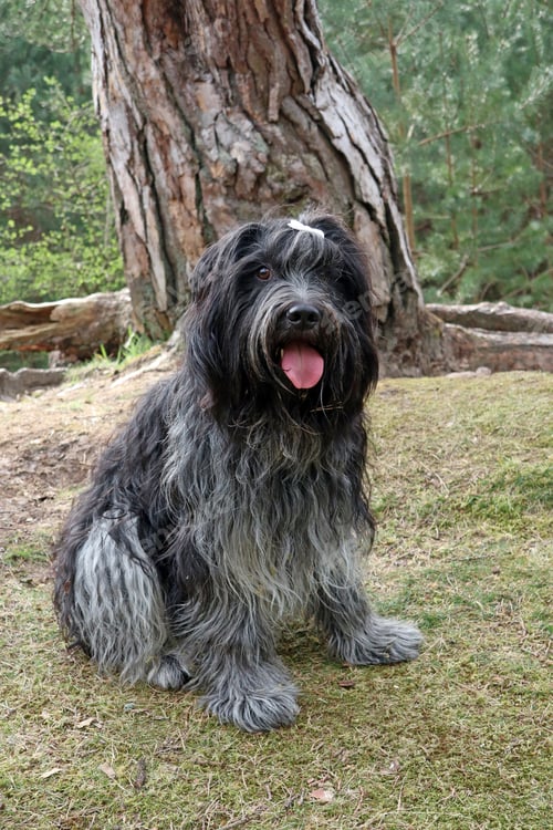 Preview: Dutch sheepdog, Schapendoes. Cute animal posing in forest.
