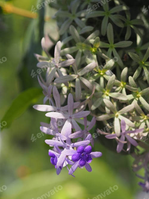 Preview: Sandpaper Vine Purple Wreath flower bunch purple bouquet of five petals like a five pointed petal