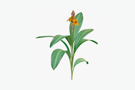 Canna lily with elongated leaves and yellow flowers