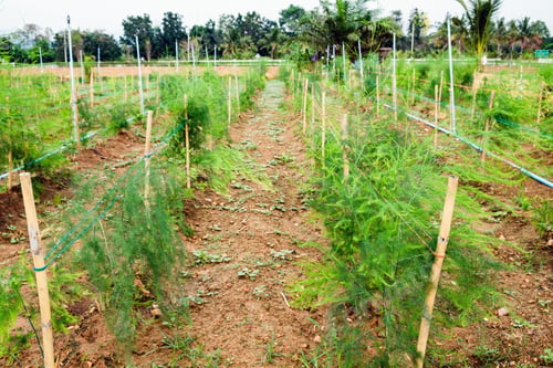 Preview: Cultivation planting vegetables in garden