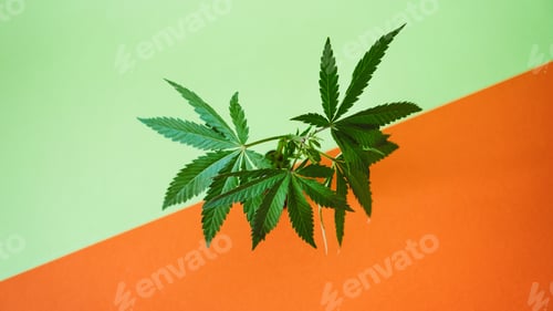 Preview: Marijuana leaves web banner, cannabis on green background. Texture of Marijuana Cannabis Plants