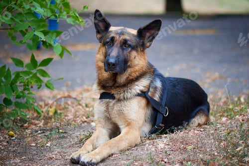 Preview: German Shepherd for a walk.