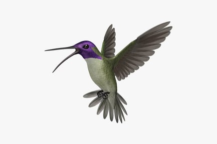 Preview: Costa's Hummingbird: Detailed Plumage and Wing Display