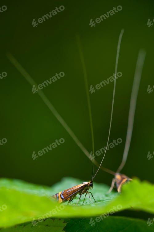 Preview: Male Longhorn Moth