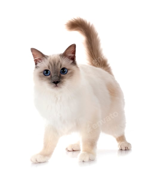Preview: birman cat in studio