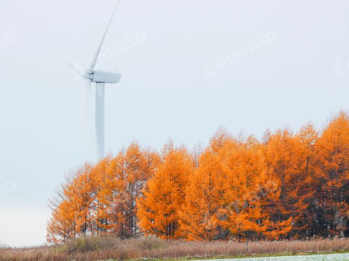 Preview: Larch trees