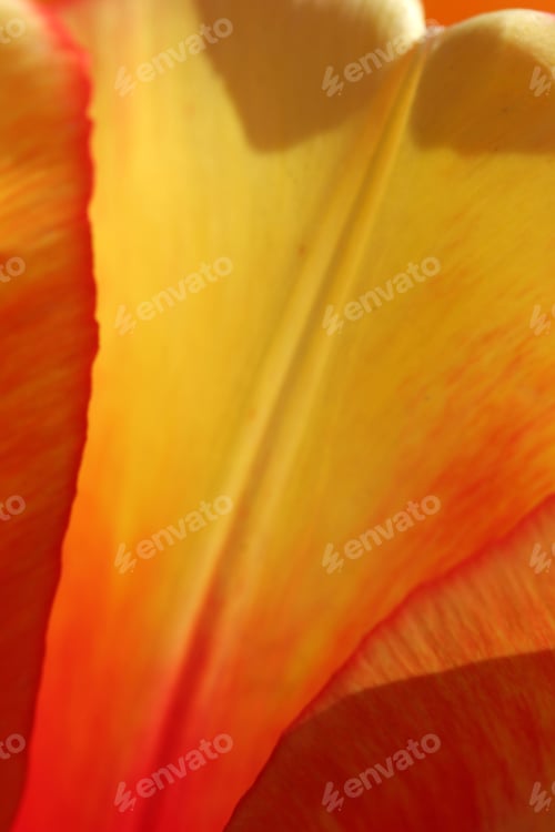 Preview: Tulip