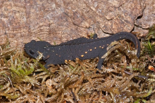 Preview: Closeup on an adult, critically endangered Japanese anderson's salamander, Echinotriton andersoni