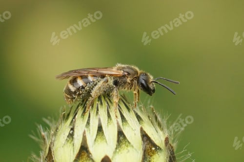 Preview: Closeup on a small brown female Common Furrow bee, Lasioglossum caleatum sitting on a flowerbud