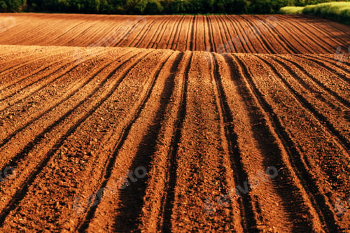 Preview: Agricultural field seedbed after crop seeding