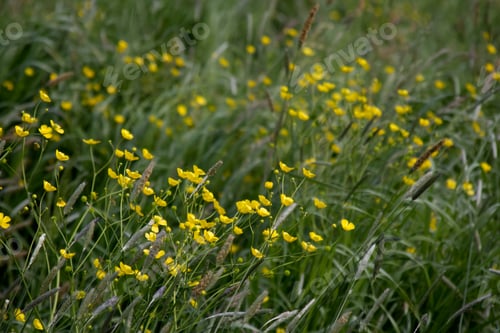 Preview: Yellow wildflowers on a background of a lush green meadow copy space