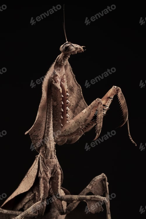 Preview: Macro close up of mantis