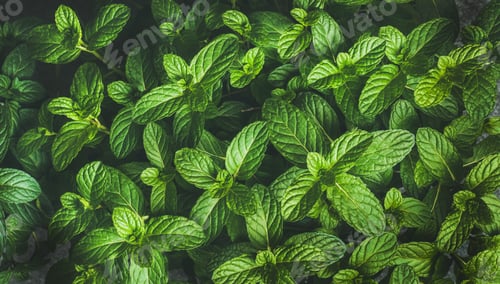 Preview: Fresh green pepper mint leaves texture, background or wallpaper