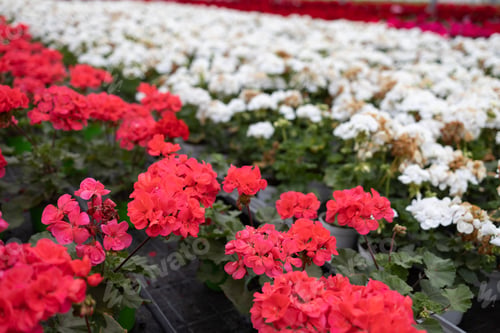 Preview: Rows with multi-colored flowering geraniums in the greenhouse for growing flowers