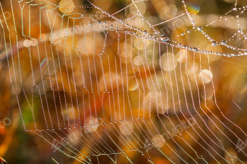 Preview: Beautiful pattern of spider's web with dewdrops on green background, Nature background