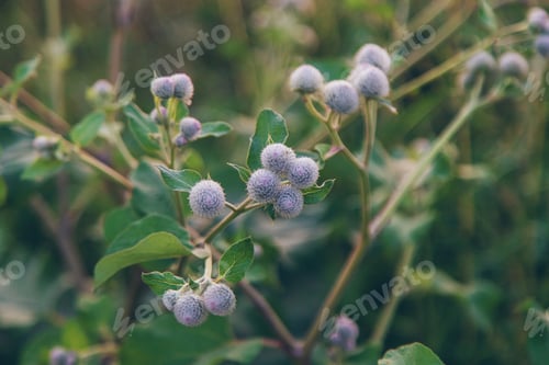 Preview: burdocks grow in the garden. Selective focus.
