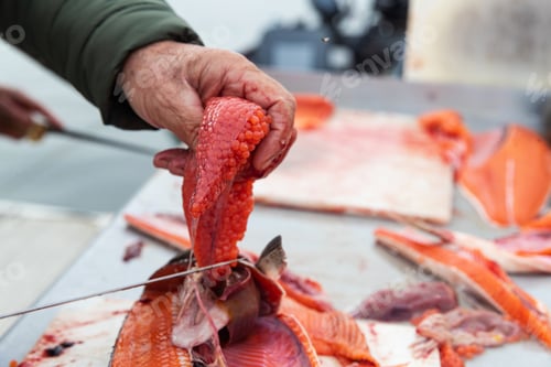 Preview: Fresh caught coho salmon filleted with meat, eggs and head on cutting board