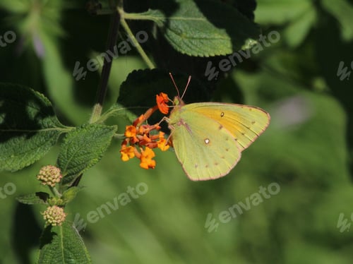 Preview: Yellow butterfly