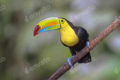 Preview: Keel Billed Toucan or Rainbow Billed Toucan in Rainforest