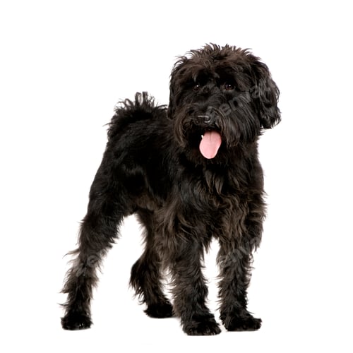 Preview: Schnauzer (10 months)