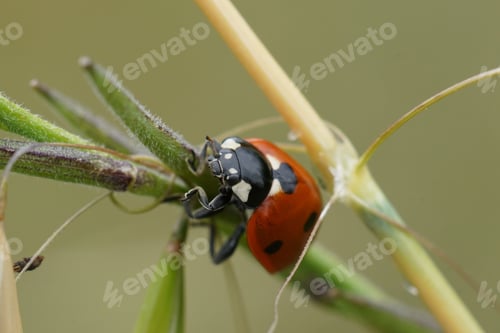 Preview: Closeup of a ladybug (Coccinella septempunctata) perched on a plant