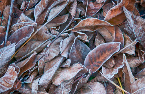 Preview: leaves in frost