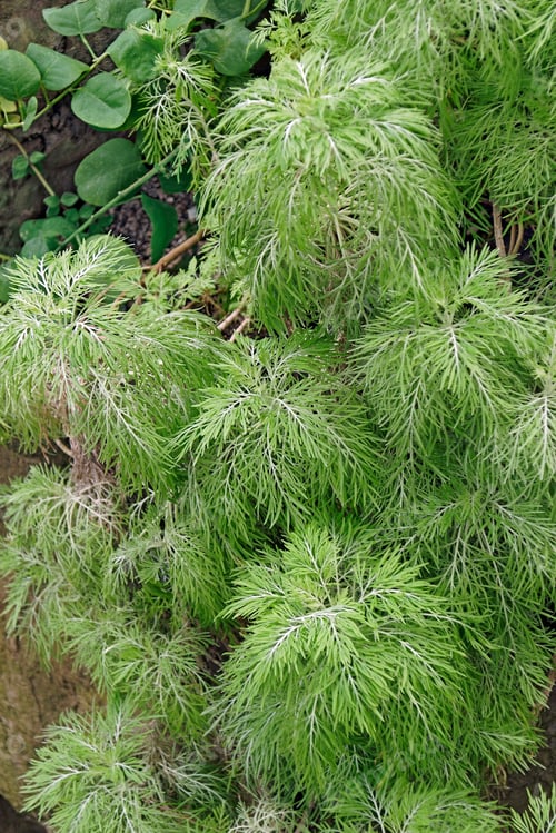 Preview: Closeup Image Of Maui Wormwood (Artemisia Mauiensis)