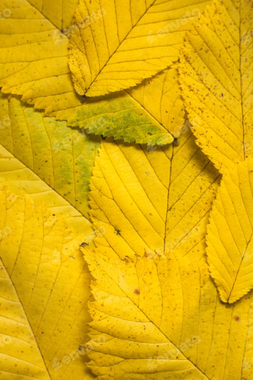 Preview: yellow leaves background