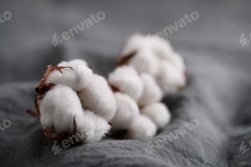 Preview: Cotton flower