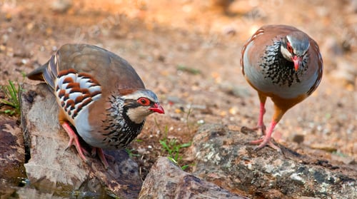 Preview: Red-legged Partridge, Monfragüe National Park, Spain