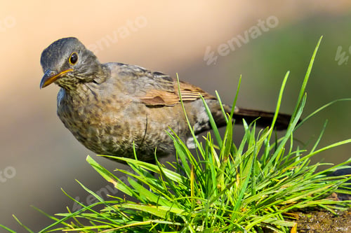Preview: Blackbird, Mediterranean Forest, Spain