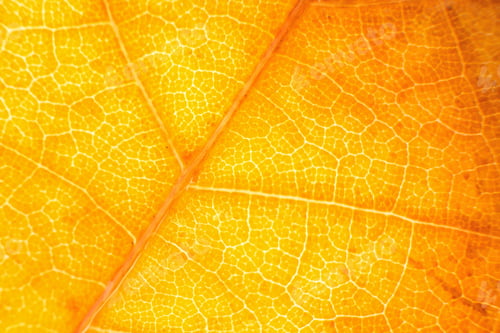 Preview: Macro photo of microscopic organic autumn foliage. yellow leaf texture background