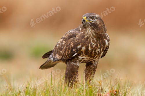 Preview: Common buzzard sitting on grassland in autumn nature