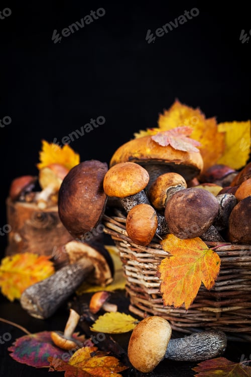 Preview: Wild forest edible mushrooms (boletus) in basket