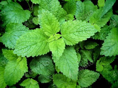 Preview: Peppermint