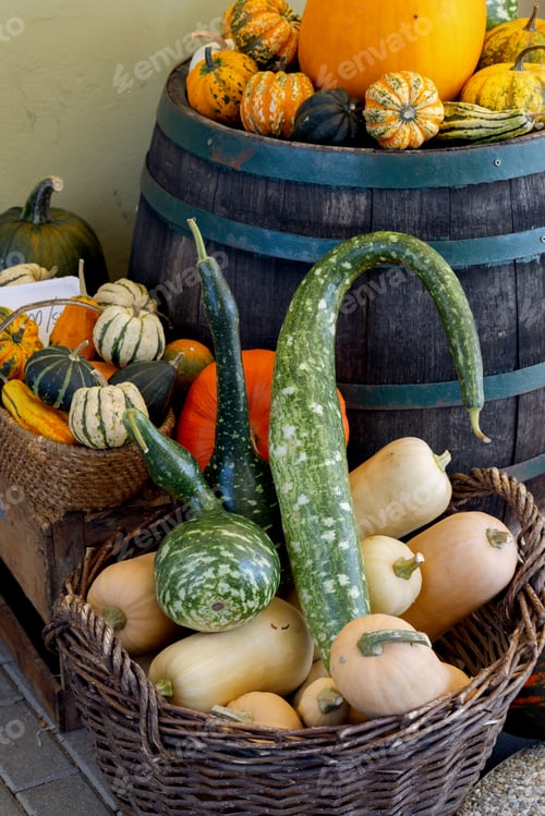 Preview: Decorative edible pumpkins in yellow orange green stripes in basket and on barrel in farmer's shop