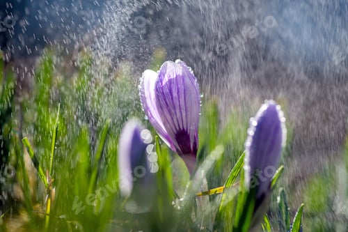 Preview: Beautiful spring crocus in the spring rain. Saffron in the garden on the lawn