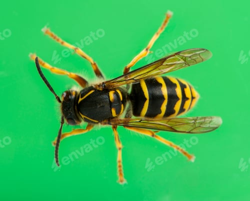 Preview: High view of a Wasp in front of a green background