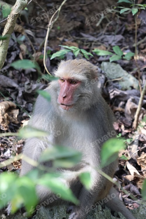Preview: Monkey Sitting Amongst Greenery in a Forest
