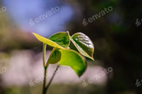 Preview: A branch with young leaves on a blurred natural background.