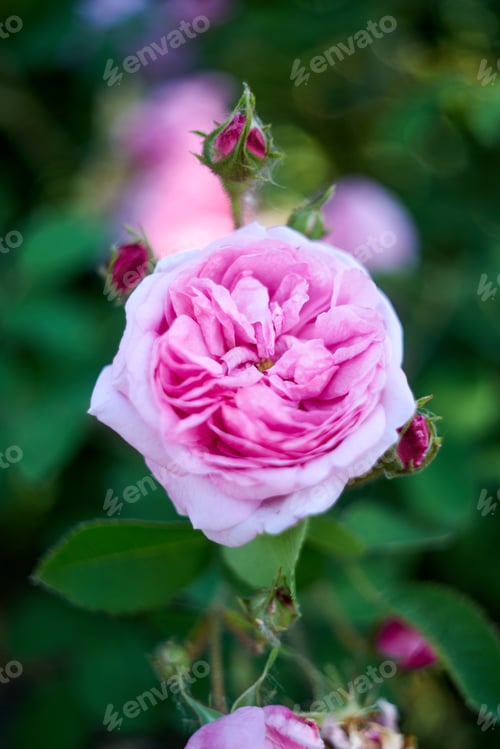 Preview: Close-up of a pink rose on a dark green background. High quality photo, taken on helios