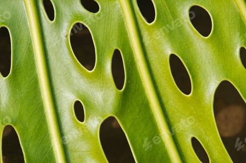 Preview: Textured background of tropical plant leaf with holes